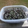 Cabbage, Red Acre Microgreen Seeds