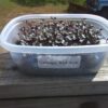 Cabbage, Red Acre Microgreen Seeds