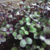 Cabbage, Red Acre Microgreen Seeds
