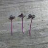 Cabbage, Red Acre Microgreen Seeds