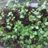 Broccoli Microgreen Seeds - St. Clare Heirloom Seeds