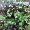 Broccoli Microgreen Seeds - St. Clare Heirloom Seeds