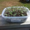 Broccoli Microgreen Seeds - St. Clare Heirloom Seeds