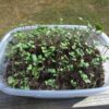 Broccoli Microgreen Seeds - St. Clare Heirloom Seeds