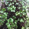 Broccoli Microgreen Seeds - St. Clare Heirloom Seeds