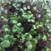 Broccoli Microgreen Seeds - St. Clare Heirloom Seeds