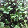 Broccoli Microgreen Seeds - St. Clare Heirloom Seeds