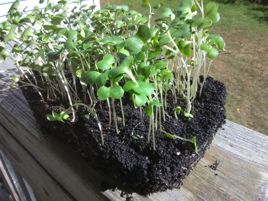 Champion Collards microgreens fully grown in soil, standing about 2 inches tall and ready for cutting