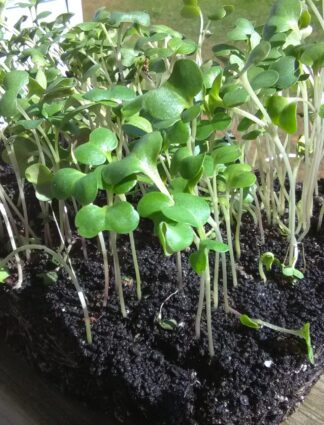 Collard Champion Microgreen Seeds - St. Clare Heirloom Seeds