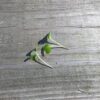 Collard Champion Microgreen Seeds - St. Clare Heirloom Seeds