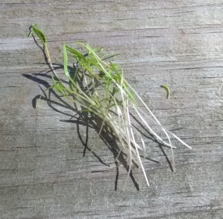 Dill Microgreen Seeds - St. Clare Heirloom Seeds