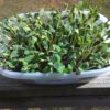 Borage Microgreen Seeds - St. Clare Heirloom Seeds