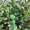 Borage Microgreen Seeds - St. Clare Heirloom Seeds