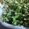 Borage Microgreen Seeds - St. Clare Heirloom Seeds