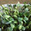 Borage Microgreen Seeds - St. Clare Heirloom Seeds