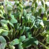 Borage Microgreen Seeds - Image 2