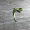 Borage Microgreen Seeds - St. Clare Heirloom Seeds