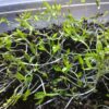 Parsley Microgreens - St. Clare Heirloom Seeds
