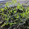 Parsley Microgreens - St. Clare Heirloom Seeds