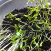 Parsley Microgreens - St. Clare Heirloom Seeds