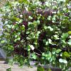 Kohlrabi, Purple Microgreen Seeds - St. Clare Heirloom Seeds