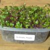 Kohlrabi, Purple Microgreen Seeds - St. Clare Heirloom Seeds