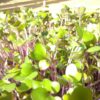 Kohlrabi, Purple Microgreen Seeds - St. Clare Heirloom Seeds