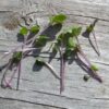 Kohlrabi, Purple Microgreen Seeds - St. Clare Heirloom Seeds