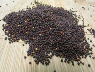 Tatsoi Microgreen Seeds - St Clare Heirloom Seeds