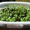 Arugula, Roquette (Rocket) Microgreen Seeds - St. Clare Heirloom Seeds
