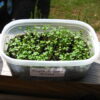 Arugula, Roquette (Rocket) Microgreen Seeds - St. Clare Heirloom Seeds