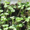 Arugula, Roquette (Rocket) Microgreen Seeds - St. Clare Heirloom Seeds