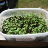 Arugula, Roquette (Rocket) Microgreen Seeds - St. Clare Heirloom Seeds