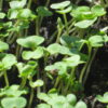 Arugula, Roquette (Rocket) Microgreen Seeds - St. Clare Heirloom Seeds