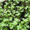 Arugula, Roquette (Rocket) Microgreen Seeds - St. Clare Heirloom Seeds