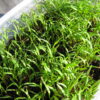 Carrot Microgreen - St. Clare Heirloom Seeds