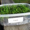 Carrot Microgreen - St. Clare Heirloom Seeds