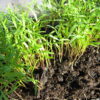 Carrot Microgreen - St. Clare Heirloom Seeds