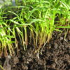 Carrot Microgreen - St. Clare Heirloom Seeds