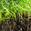Carrot Microgreen - St. Clare Heirloom Seeds