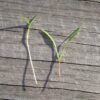 Carrot Microgreen - St. Clare Heirloom Seeds
