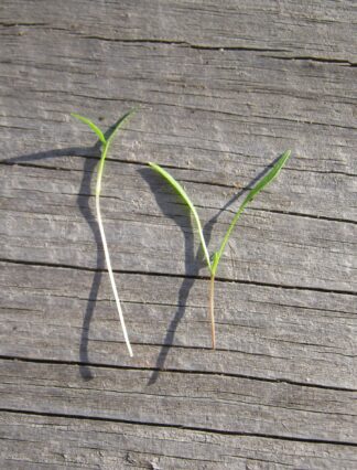 Carrot Microgreen - St. Clare Heirloom Seeds