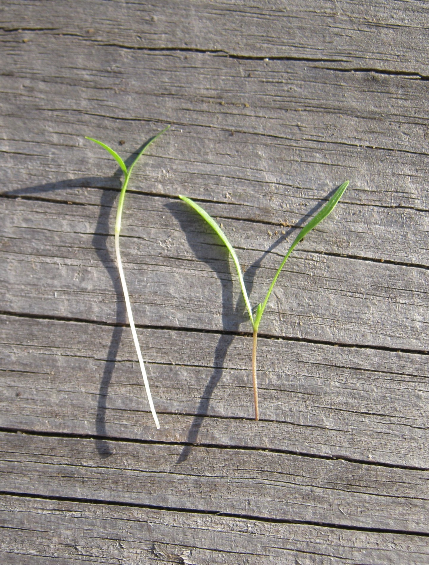 Carrot Microgreen - St. Clare Heirloom Seeds