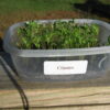 Cilantro Microgreen - St. Clare Heirloom Seeds