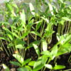 Cilantro Microgreen - St. Clare Heirloom Seeds