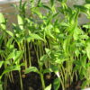 Cilantro Microgreen - St. Clare Heirloom Seeds