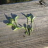 Cilantro Microgreen - St. Clare Heirloom Seeds