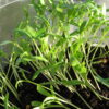 Cilantro Microgreen - St. Clare Heirloom Seeds