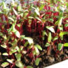 Beet, Detroit Dark Red Microgreen - St. Clare Heirloom Seeds