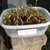 Beet, Detroit Dark Red Microgreen - St. Clare Heirloom Seeds